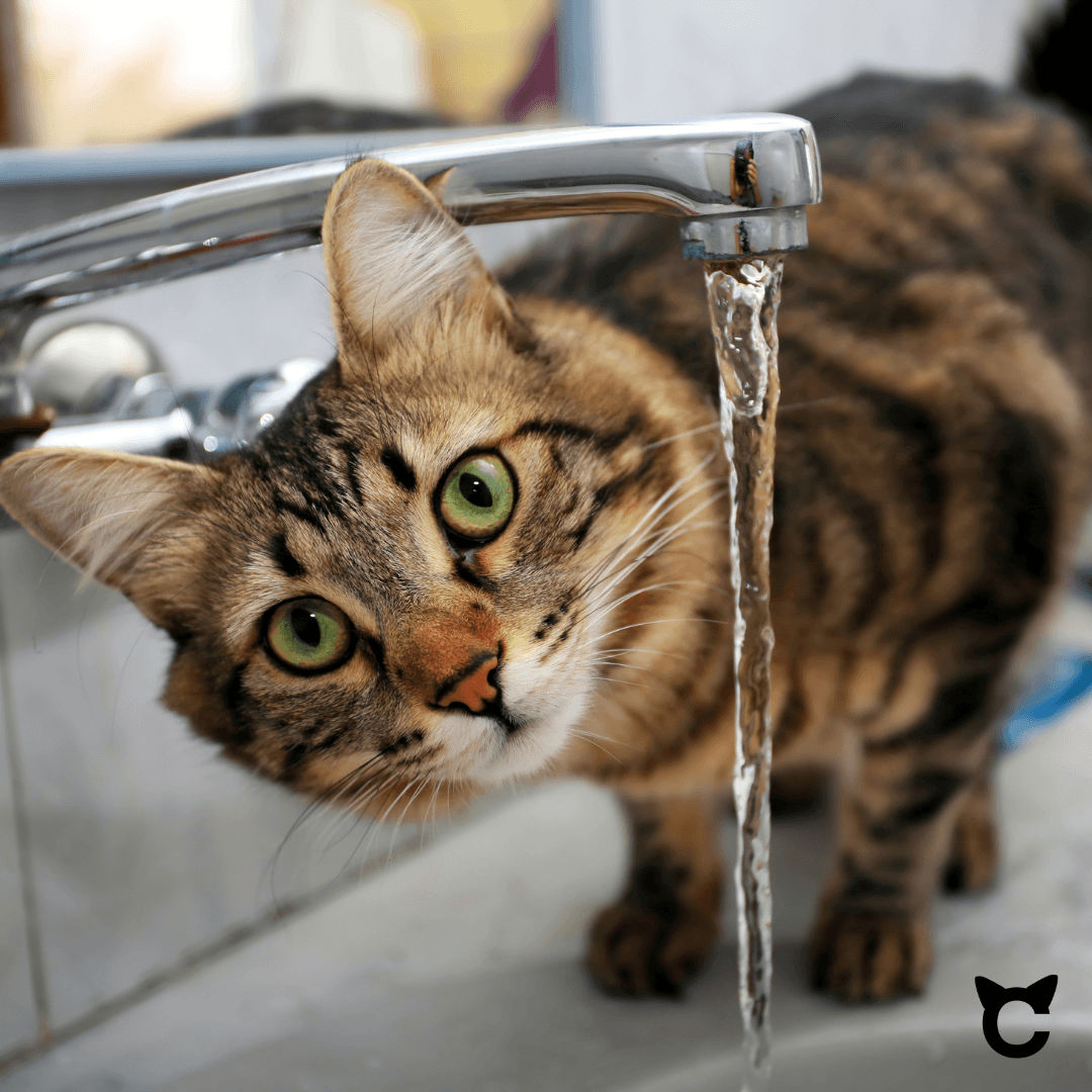 10 Tipps, wie deine Katze mehr trinkt - catzyfied.ch
