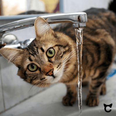 10 Tipps, wie deine Katze mehr trinkt