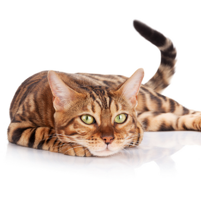 Sicherheit und Authentizität: So erkennen Sie echte Catzyfied Kabellose Katzenbrunnen