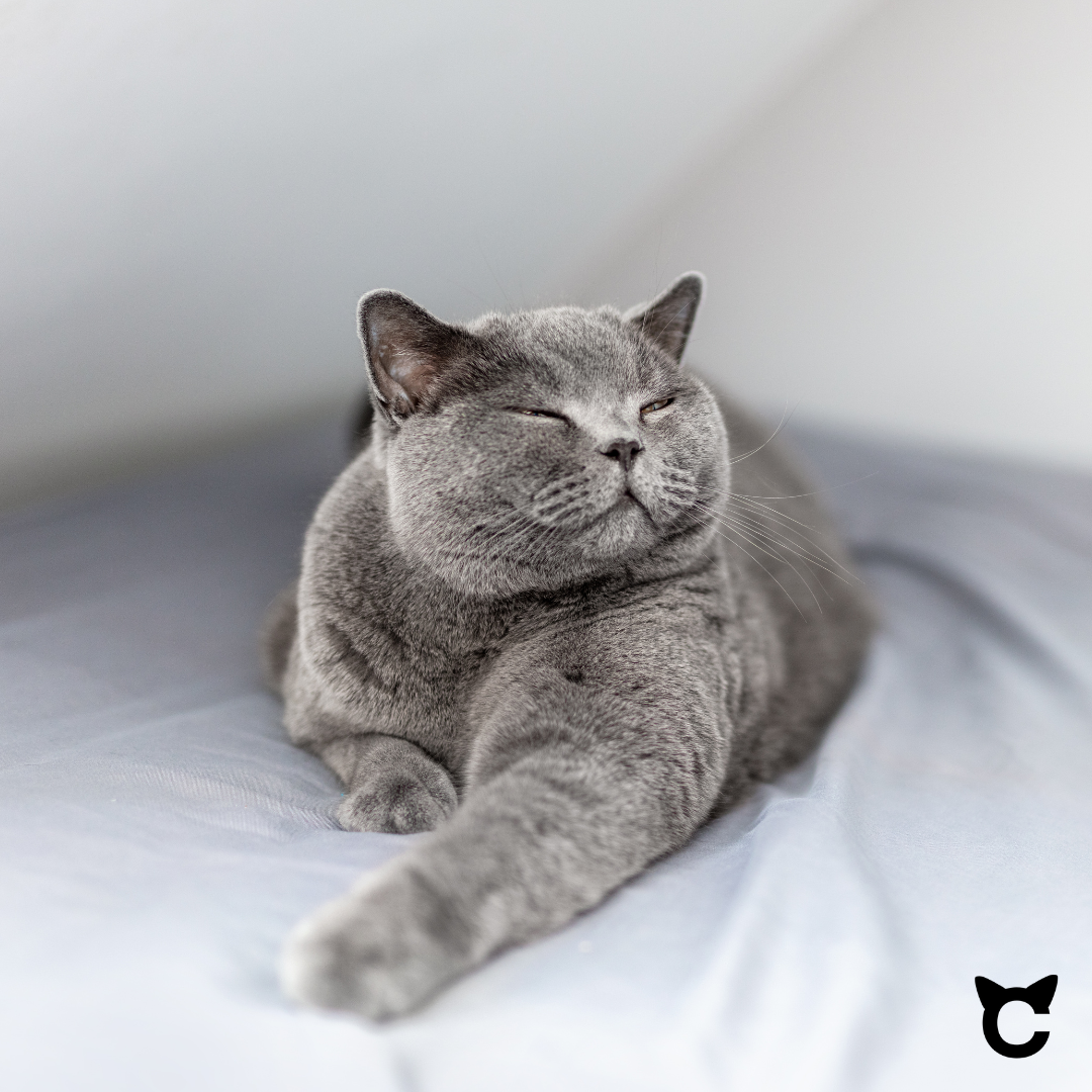 Die British Shorthair – Ein Charmeur auf Samtpfoten