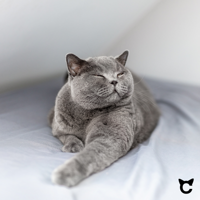 Die British Shorthair – Ein Charmeur auf Samtpfoten