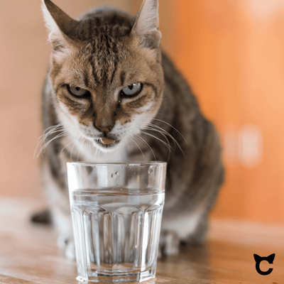 Optimiere die Hydration deiner Katze - Kabelloser Katzenbrunnen