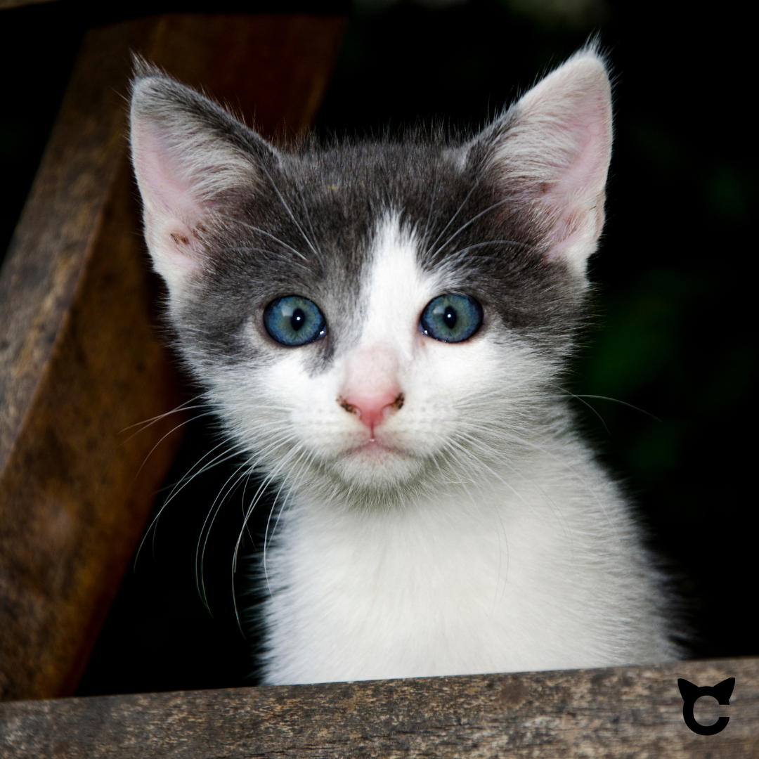 Wo platziert man am besten eine Katzentoilette? Tipps für den idealen Standort!