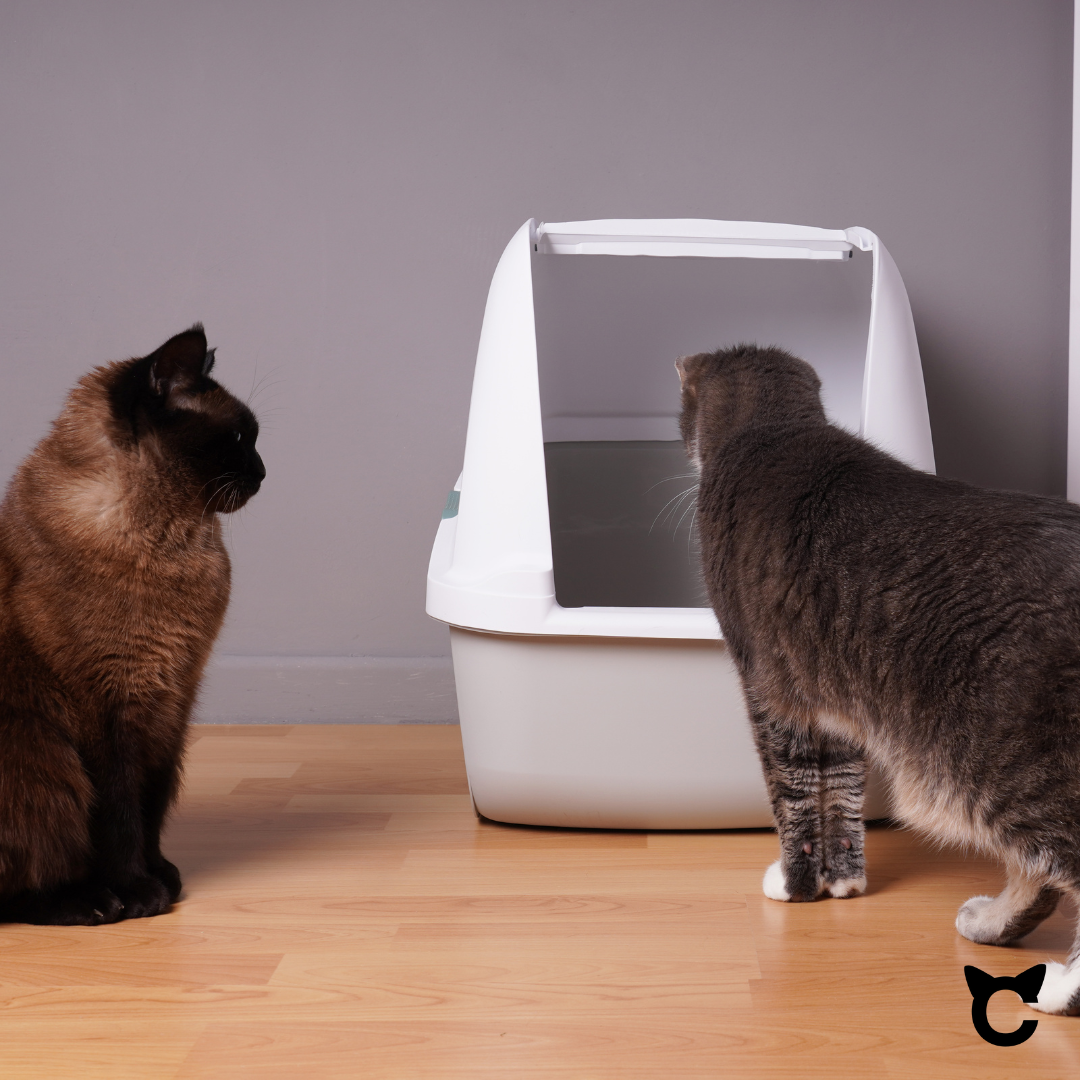 Was eignet sich als Katzenklo? Die besten Optionen für deine Katze!