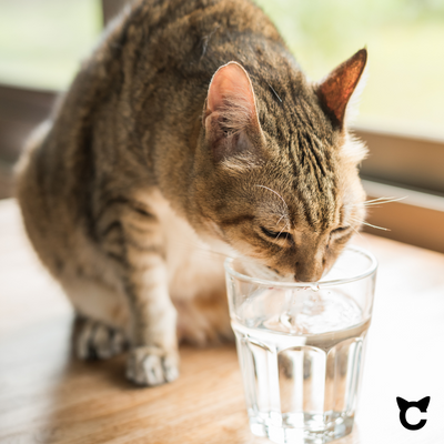 Wie lange können Katzen ohne Wasser auskommen?