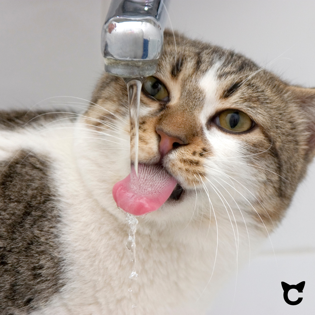 Wie gewöhnt man Katzen an einen Trinkbrunnen? Tipps für eine erfolgreiche Umstellung!