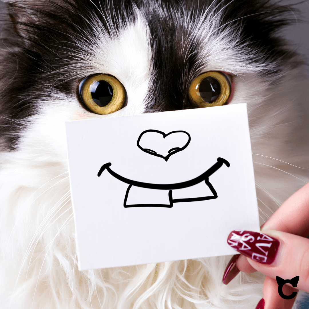 Das Geheimnis hinter dem Lächeln deiner Katze - catzyfied.ch