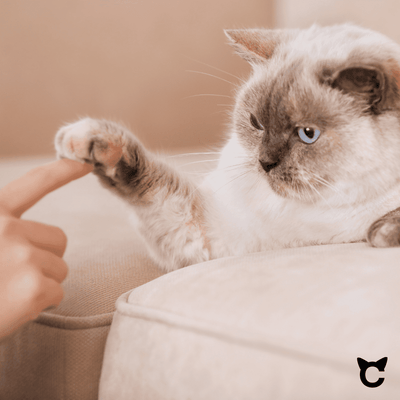 I vantaggi di una fontana per gatti senza fili: un must per ogni gatto