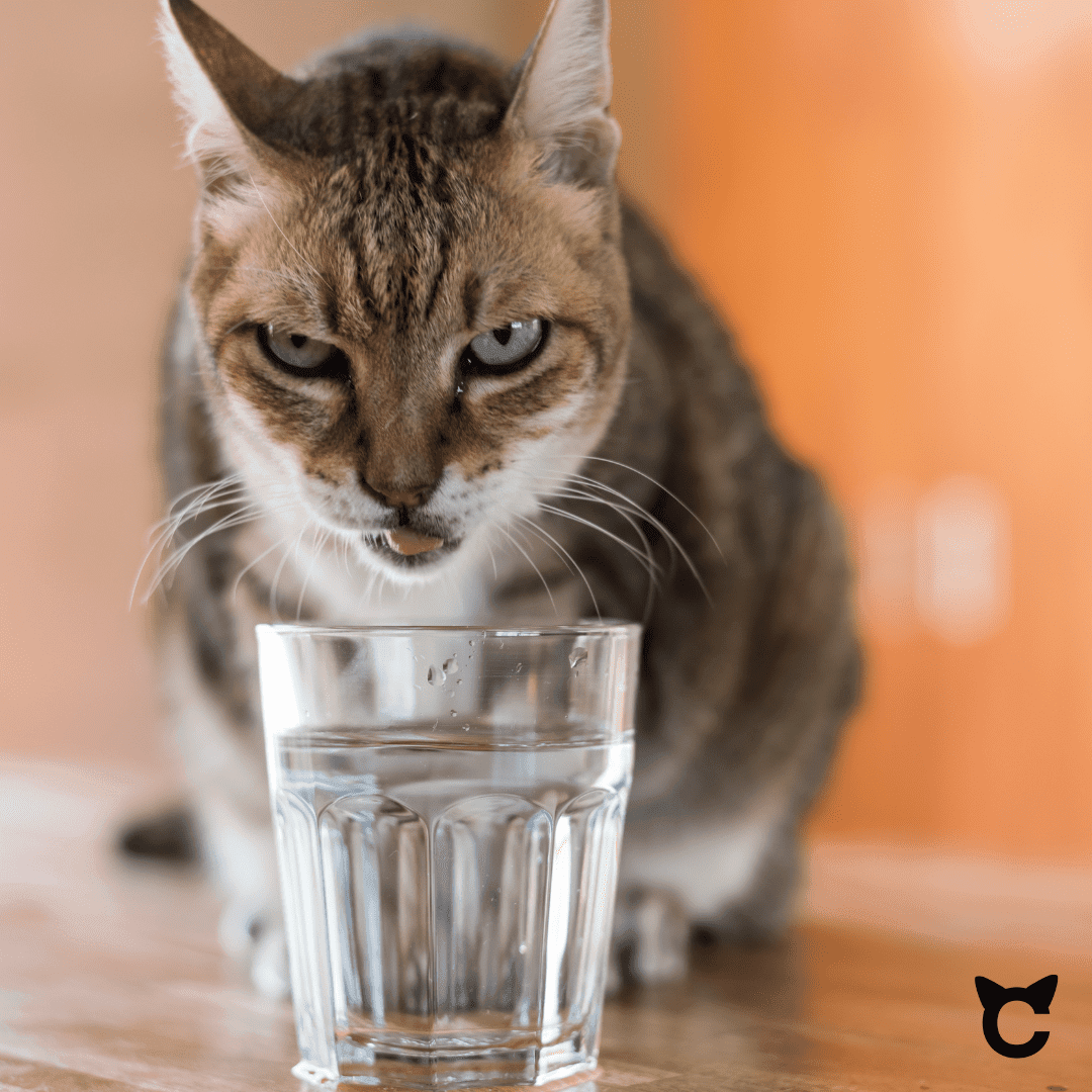 Optimiere die Hydration deiner Katze - Kabelloser Katzenbrunnen - catzyfied.ch
