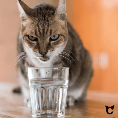 Ottimizza l'idratazione del tuo gatto: fontana per gatti wireless 