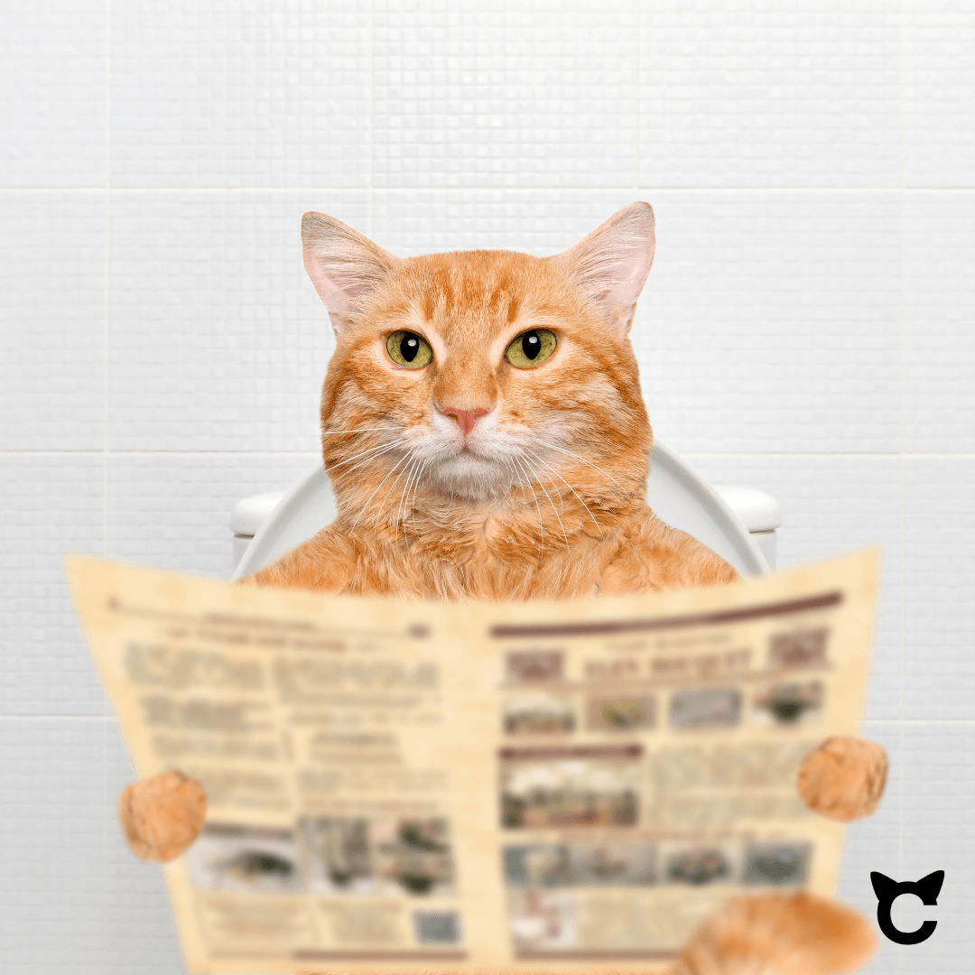 Ratgeber Katzentoilette: So wählst Du die ideale Toilette für Deine Katze aus - catzyfied.ch