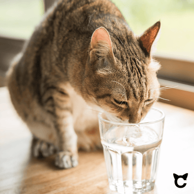 Per quanto tempo i gatti possono stare senza acqua?