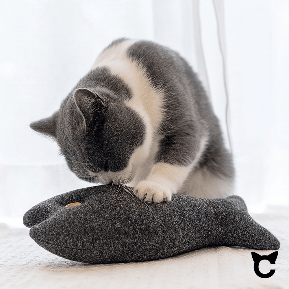 Big Fish mit Catnip-Fach - catzyfied.ch