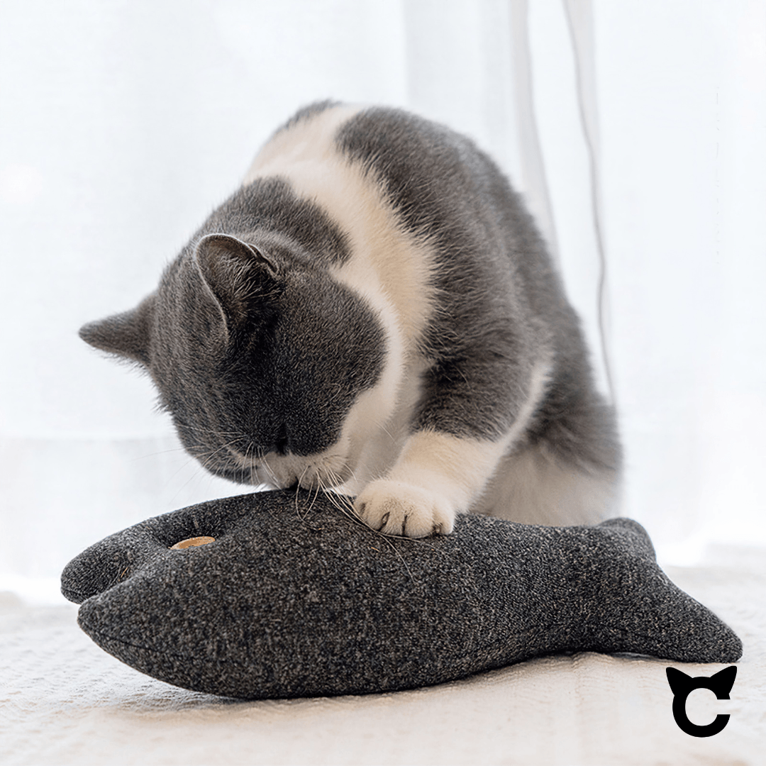 Big Fish mit Catnip-Fach - catzyfied.ch