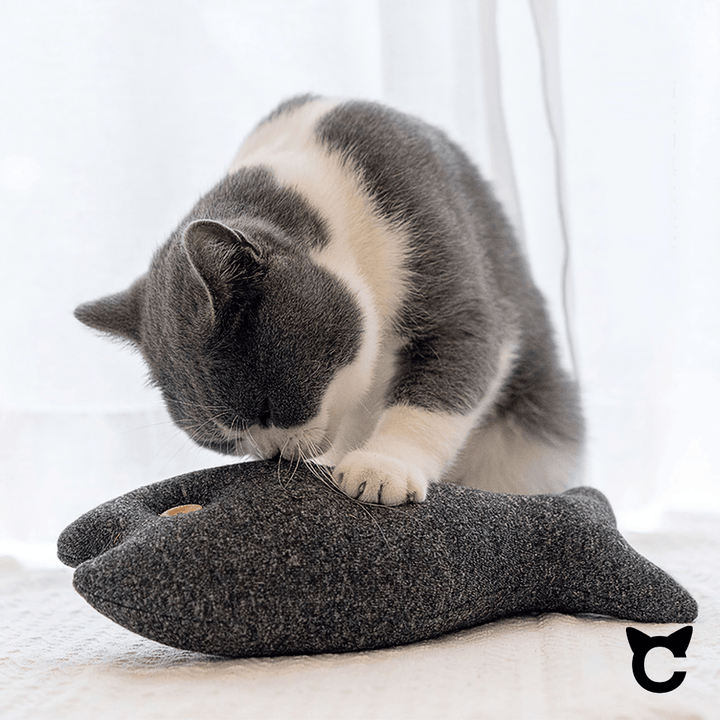 Big Fish mit Catnip-Fach - catzyfied.ch