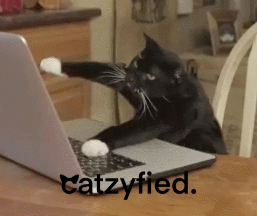 Katze haut auf die Tasten – Melde dich für unseren Newsletter an
