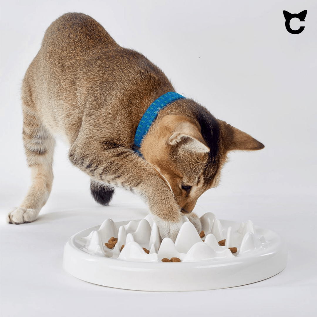 Slow Feeder Anti-Schling Futternapf - catzyfied.ch